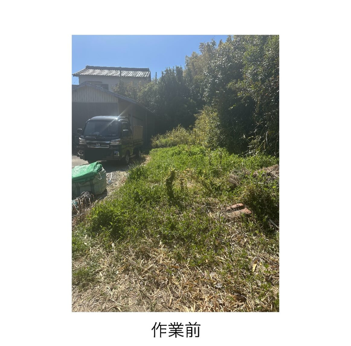 【常滑市発(^^)/】生垣の強剪定と竹笹の撤去