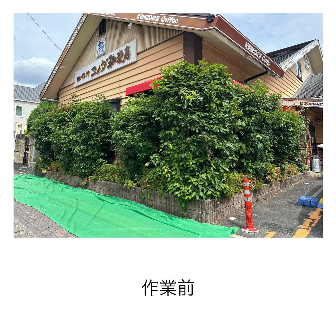 【コメダ白壁店様】剪定をご依頼頂きありがとうございました。