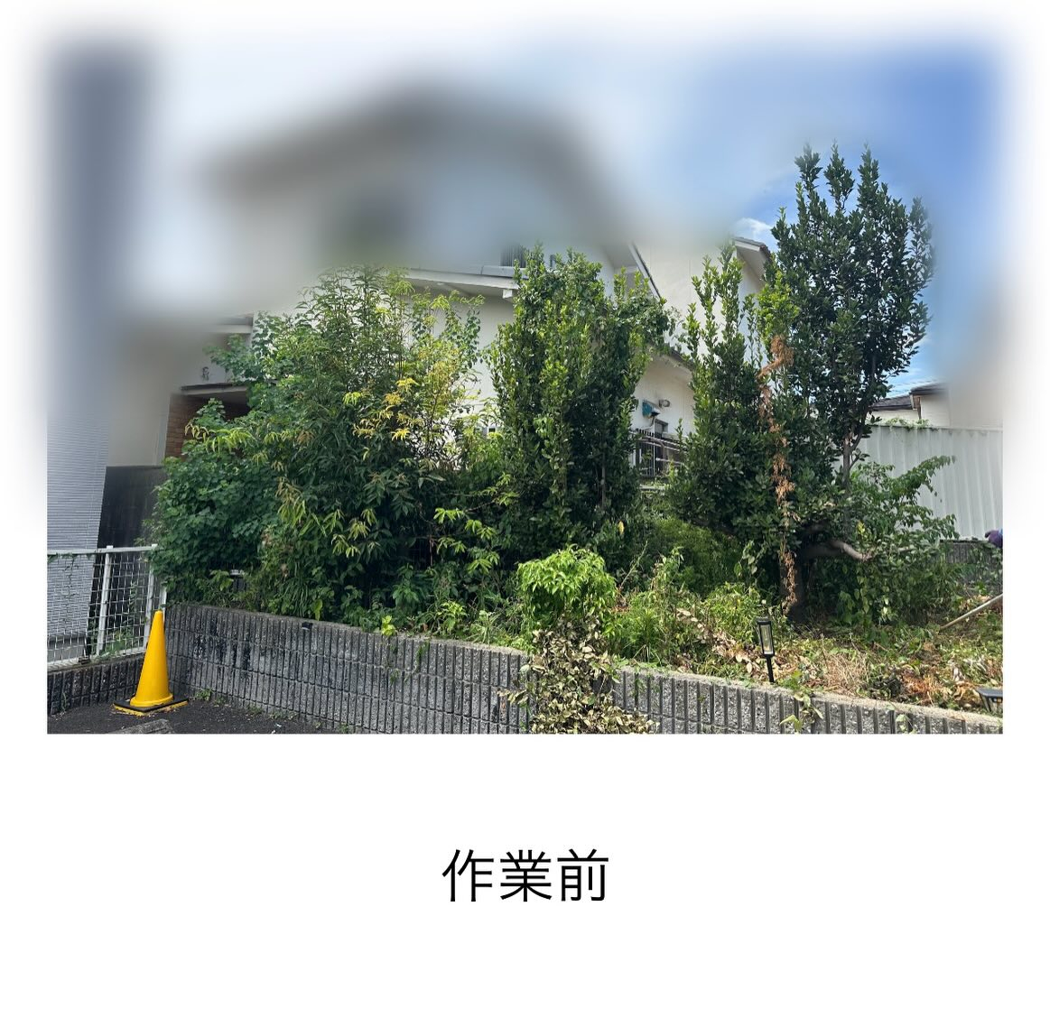 【敷地丸ごと剪定・草刈り!】酷暑の中も気合で乗り切る!