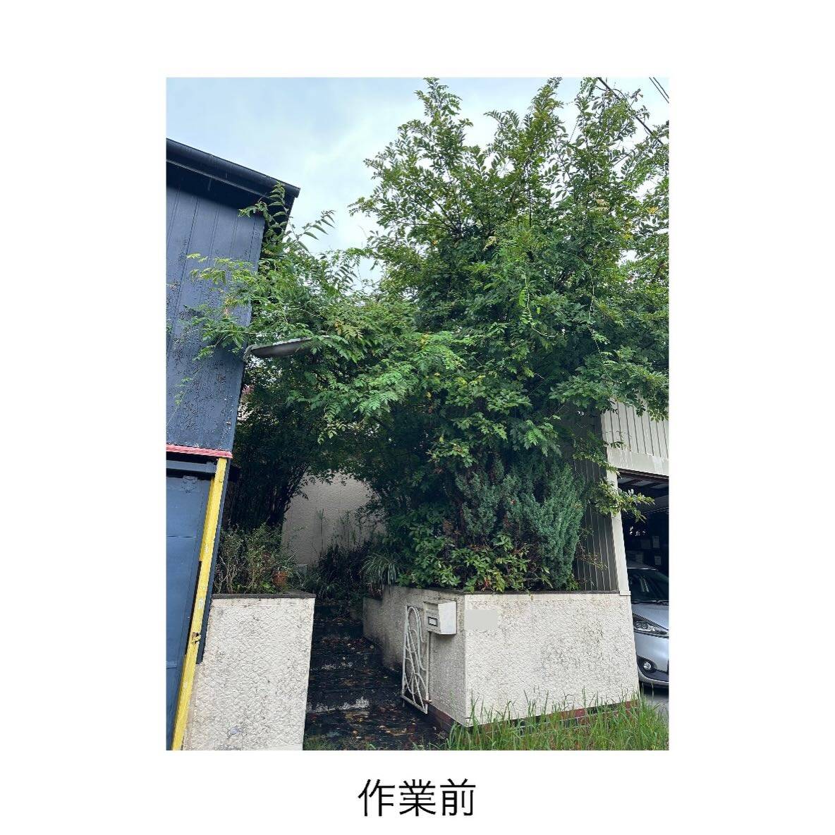 【常滑市発】沢山伐採しました!(^^)/